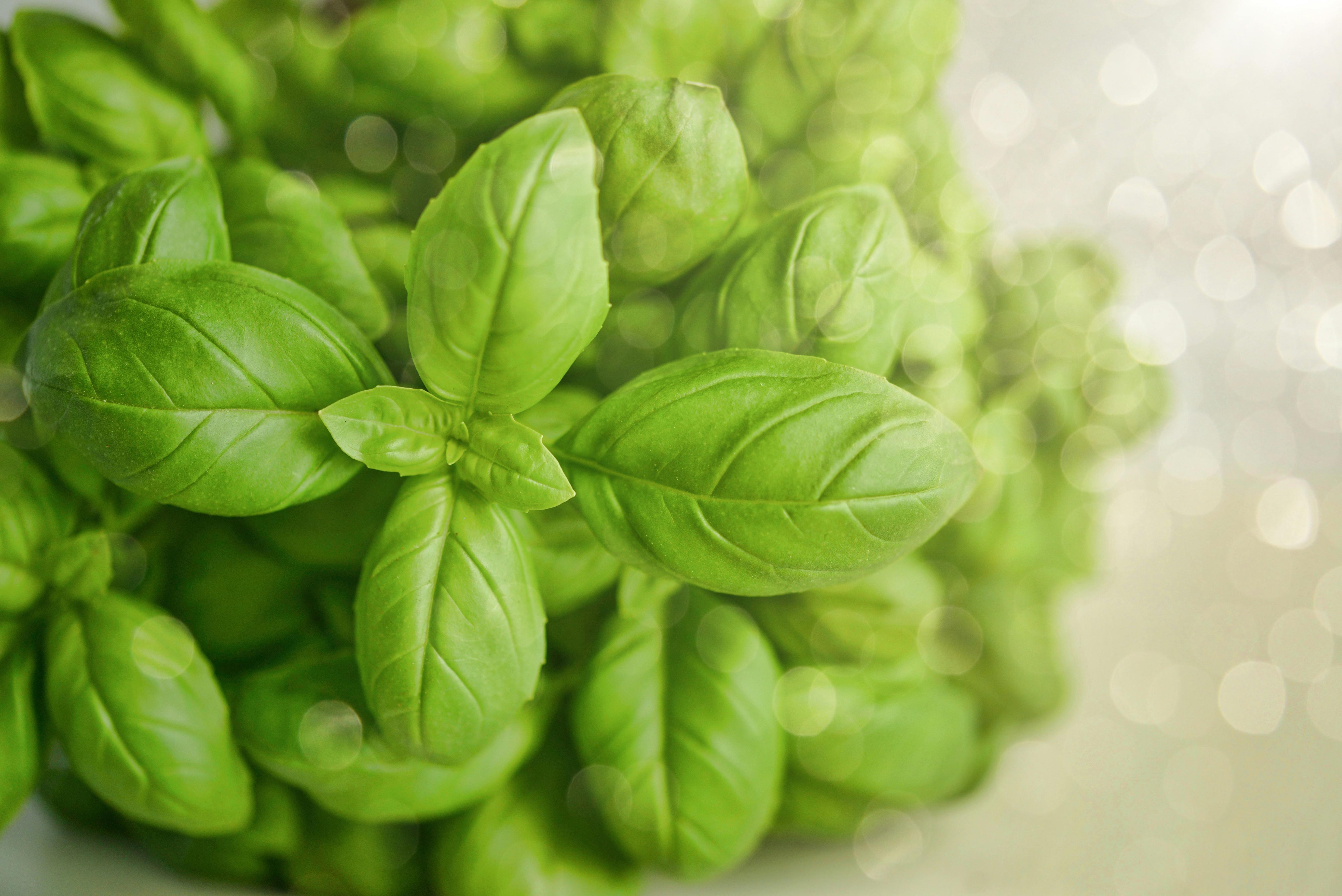 Fadogia Agrestis: A Promising Herbal Testosterone Enhancer