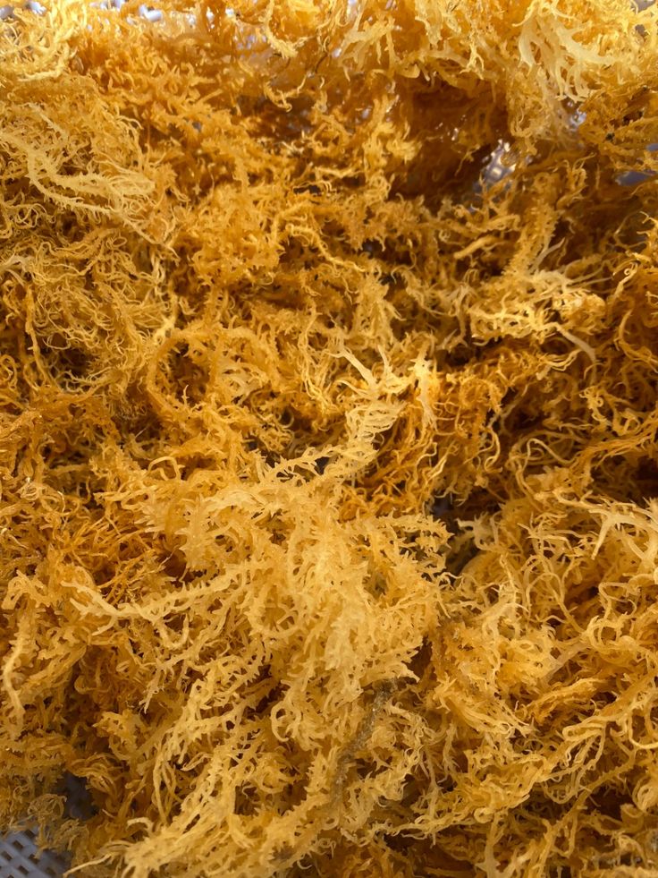 Sea Moss: The Ocean’s Secret for Immunity and Gut Health