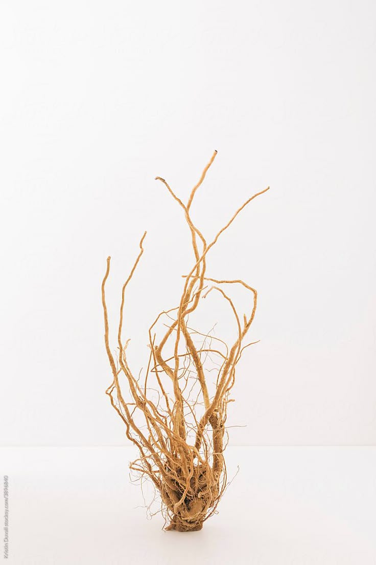 How Ashwagandha Reduces Stress and Enhances Hormonal Balance
